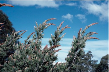 APII jpeg image of Allocasuarina pinaster  © contact APII