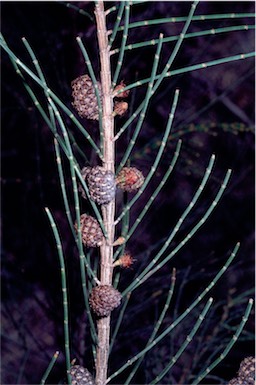 APII jpeg image of Allocasuarina rigida subsp. rigida  © contact APII