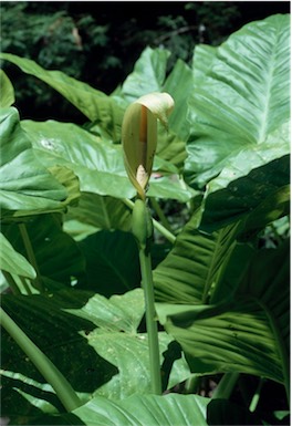 APII jpeg image of Alocasia brisbanensis  © contact APII