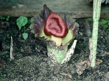 APII jpeg image of Amorphophallus paeoniifolius  © contact APII