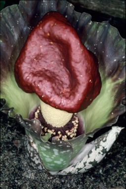 APII jpeg image of Amorphophallus paeoniifolius  © contact APII