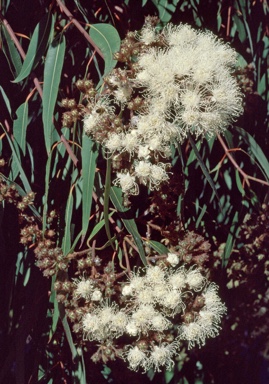 APII jpeg image of Angophora costata subsp. costata  © contact APII