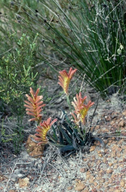 APII jpeg image of Anigozanthos humilis  © contact APII