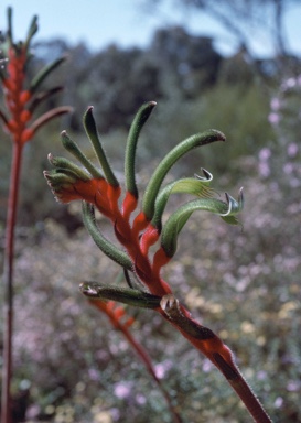 APII jpeg image of Anigozanthos manglesii  © contact APII