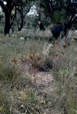 APII jpeg image of Anigozanthos manglesii  © contact APII