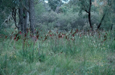 APII jpeg image of Anigozanthos manglesii  © contact APII