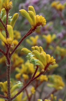 APII jpeg image of Anigozanthos pulcherrimus  © contact APII