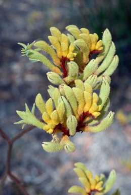 APII jpeg image of Anigozanthos 'Bush Haze'  © contact APII