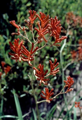 APII jpeg image of Anigozanthos 'Bush Sunset'  © contact APII