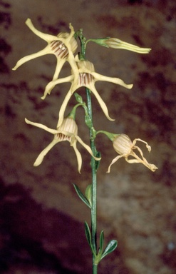 APII jpeg image of Anthocercis ilicifolia subsp. caldariola  © contact APII