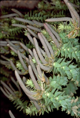 APII jpeg image of Araucaria bidwillii  © contact APII