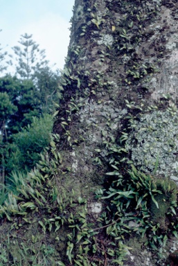 APII jpeg image of Araucaria heterophylla  © contact APII
