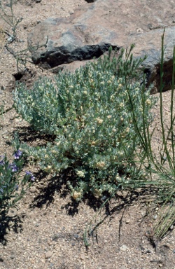 APII jpeg image of Atriplex lindleyi subsp. inflata  © contact APII