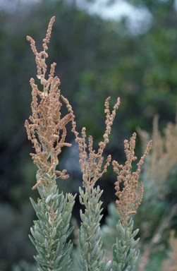 APII jpeg image of Atriplex paludosa  © contact APII