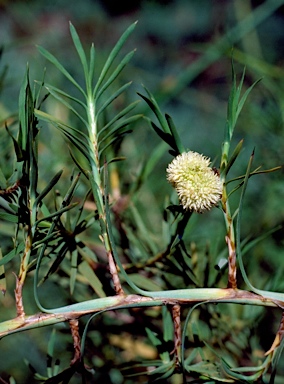 APII jpeg image of Acanthocarpus preissii  © contact APII