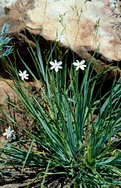 APII jpeg image of Agrostocrinum scabrum subsp. scabrum  © contact APII