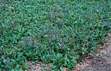 APII jpeg image of Ajuga australis  © contact APII