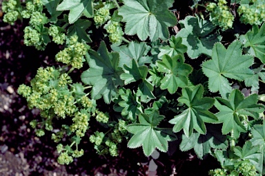 APII jpeg image of Alchemilla xanthochlora  © contact APII