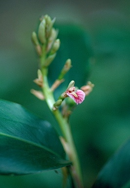 APII jpeg image of Alpinia arundelliana  © contact APII