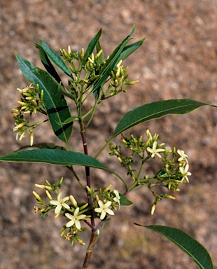 APII jpeg image of Alstonia constricta  © contact APII