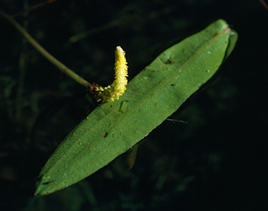 APII jpeg image of Aponogeton elongatus  © contact APII