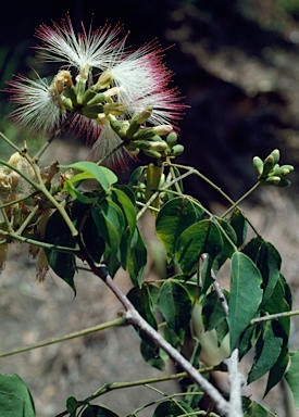 APII jpeg image of Archidendron grandiflorum  © contact APII