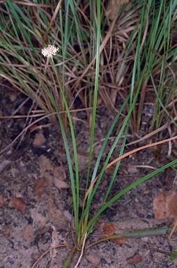 APII jpeg image of Arthrostylis aphylla  © contact APII