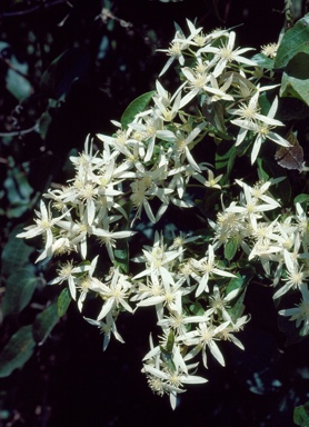 APII jpeg image of Clematis aristata  © contact APII