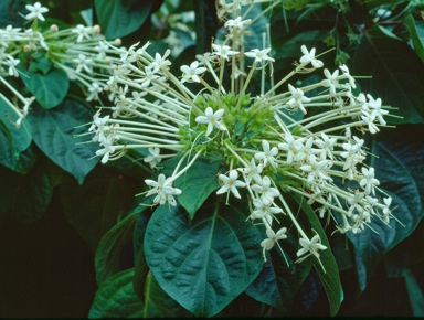 APII jpeg image of Clerodendrum longiflorum  © contact APII