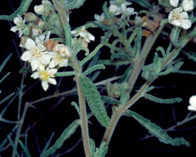 APII jpeg image of Commersonia craurophylla  © contact APII