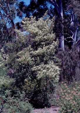 APII jpeg image of Commersonia salviifolia  © contact APII