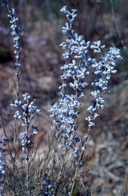 APII jpeg image of Conospermum brachyphyllum  © contact APII