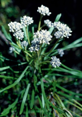 APII jpeg image of Conospermum mitchellii  © contact APII