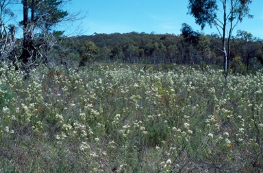 APII jpeg image of Conospermum taxifolium  © contact APII