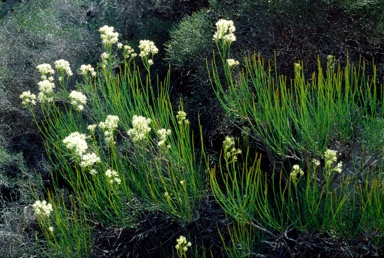 APII jpeg image of Conospermum teretifolium  © contact APII