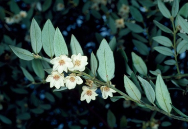 APII jpeg image of Atherosperma moschatum  © contact APII