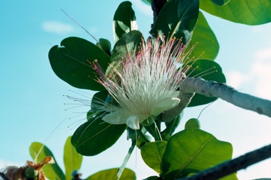 APII jpeg image of Barringtonia asiatica  © contact APII