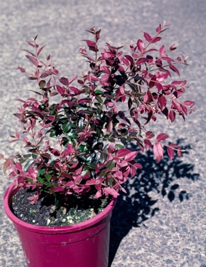 APII jpeg image of Austromyrtus 'Blushing Beauty'  © contact APII