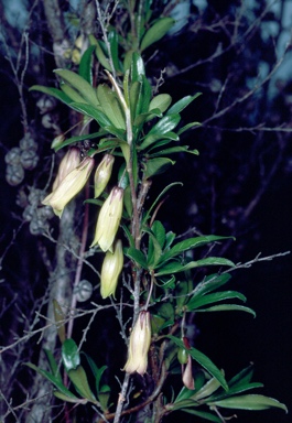 APII jpeg image of Billardiera longiflora  © contact APII