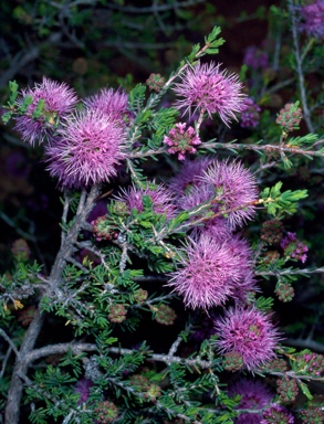 APII jpeg image of Beaufortia bracteosa  © contact APII