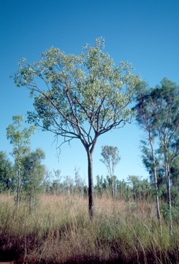 APII jpeg image of Brachychiton diversifolius  © contact APII