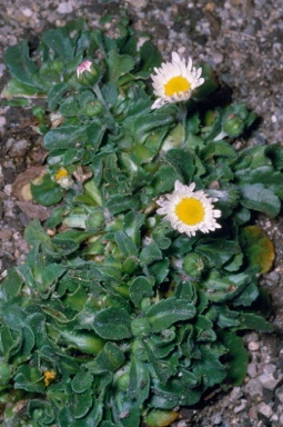 APII jpeg image of Bellis perennis  © contact APII