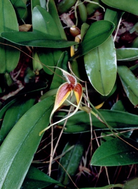 APII jpeg image of Bulbophyllum masdevalliaceum  © contact APII