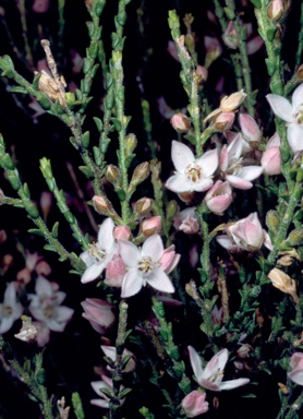 APII jpeg image of Boronia baeckeacea subsp. baeckeacea  © contact APII