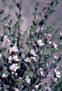 APII jpeg image of Boronia coerulescens subsp. coerulescens  © contact APII