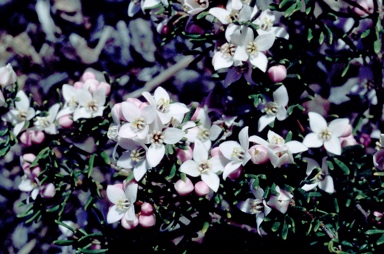 APII jpeg image of Boronia citriodora subsp. citriodora  © contact APII