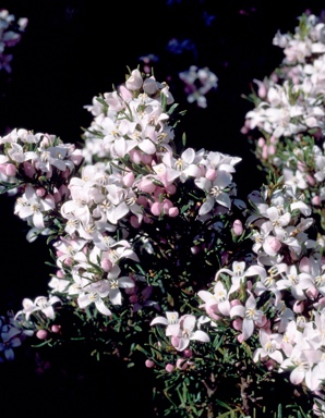 APII jpeg image of Boronia citriodora subsp. paulwilsonii  © contact APII