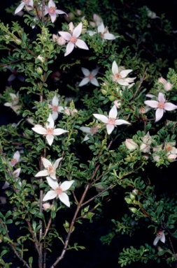 APII jpeg image of Boronia eriantha  © contact APII