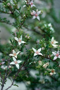 APII jpeg image of Boronia eriantha  © contact APII