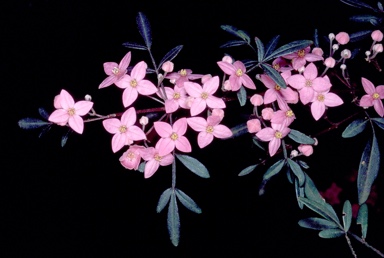 APII jpeg image of Boronia fraseri  © contact APII